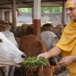 Our Gaushala | Bada Bhaktmaal Ashram